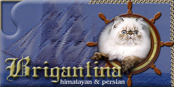 Brigantina cattery