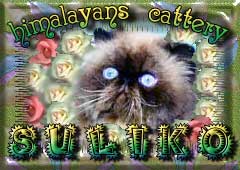 Suliko cattery